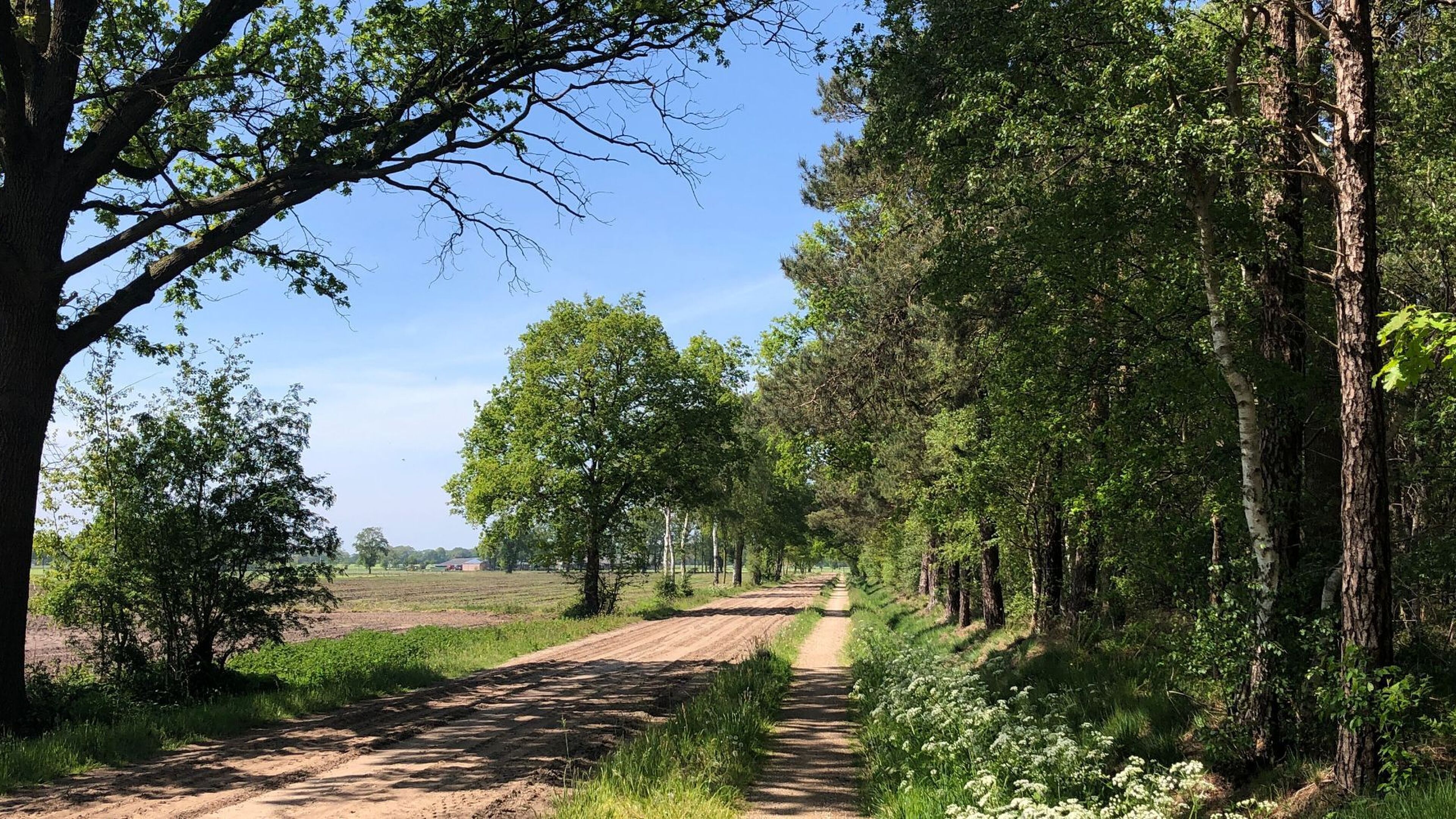 Pad langs bos en weiland